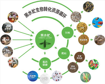 广东团标:推动厨余垃圾养殖黑水虻产业化